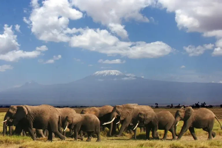 3-Day Amboseli Safari: Elephant Herds & Kilimanjaro View from $550, Elephants in Amboseli