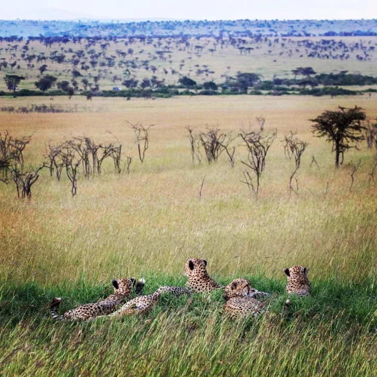 5-Day Maasai Mara Group Joining Safari from $950 USD safari gallery malee safaris