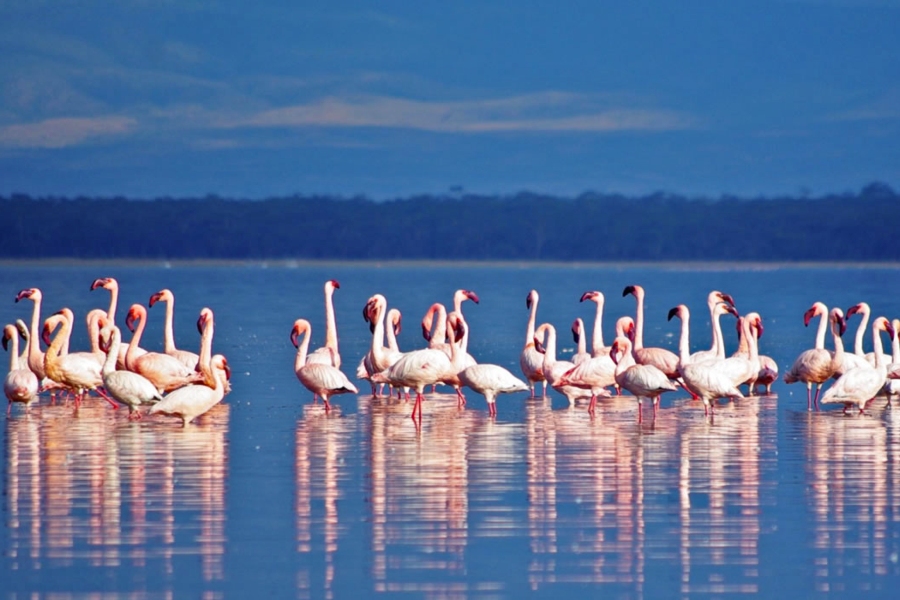 lake nakuru white pelicans Travel & Tourism 2026