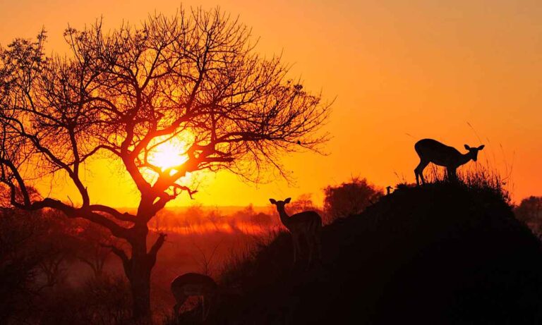 6-Day Kenya Budget Safari Nakuru Naivasha Maasai Mara, Tsavo West National Park