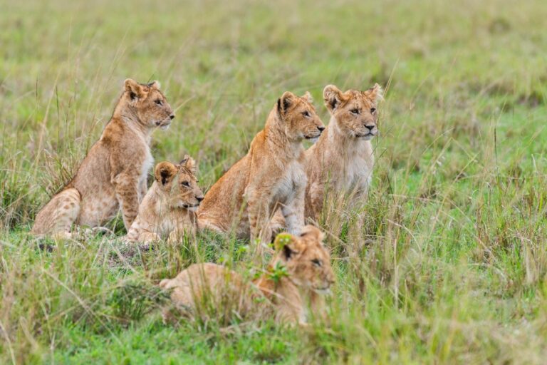 4 Days Maasai Mara Camping Migration Safari 2026