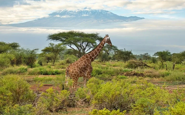 3 days Amboseli-National-Park-kenya 2025-2026 by malee safaris