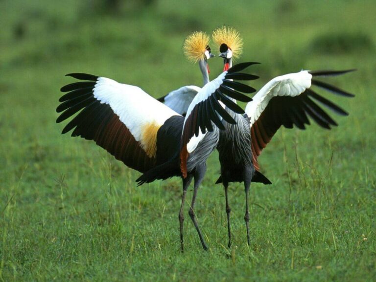 Birdwatching Uganda safari by malee safaris 2026