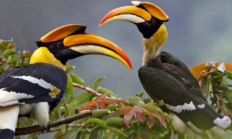 Birdwatching Uganda safari by malee safaris