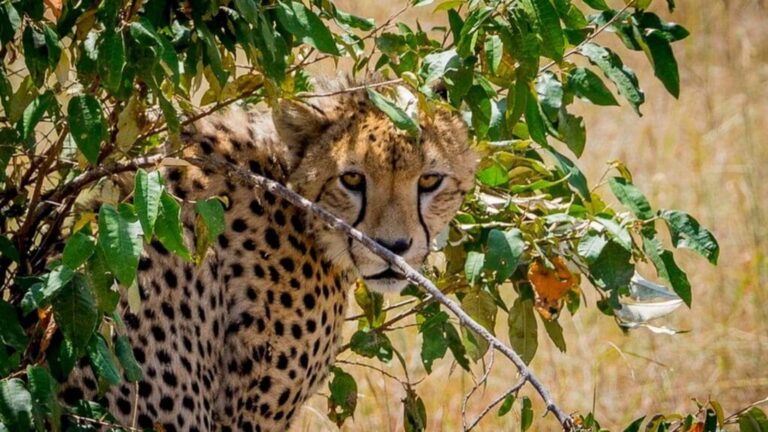 hidden safari parks in Kenya 2026 malee safaris