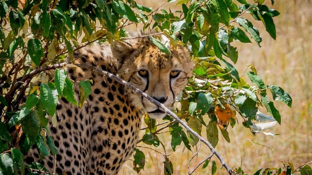 hidden safari parks in Kenya 2026 malee safaris