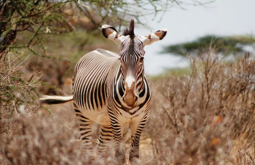 hidden safari parks in Kenya 2026 malee safaris