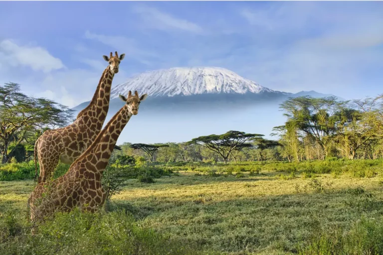 Amboseli Safari 3 Days