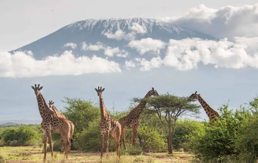 Amboseli Safari 3 Days