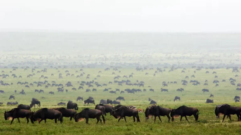 Maasai Mara vs Serengeti: The Ultimate Safari Comparison 2026 Maasai Mara Safari 4 Days