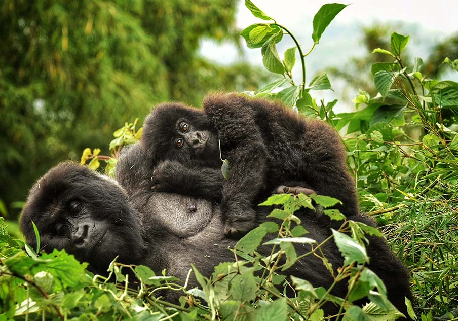 gorilla-trekking-rwanda 2026 malee safaris